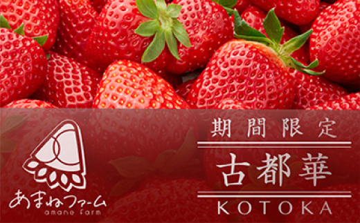 奈良県産【朝摘み・農家直送】高級いちご《古都華》 化粧箱入り(約250g×2パック)【配送不可地域：離島】