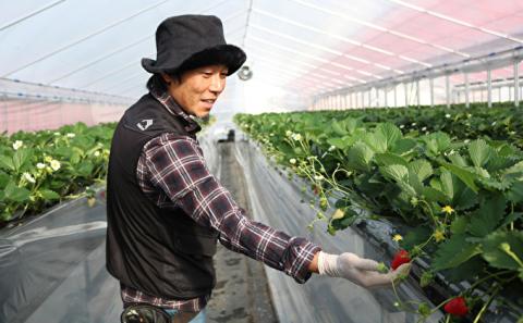 【先行予約】【2026年1月中旬出荷開始】いちご 古都華 約270g × 2パック フルーツ 果物 旬 産地直送 旬のフルーツ 旬の果物 お取り寄せ おやつ デザート 希少 ことか 苺 冷蔵 冷蔵配送 奈良 奈良県