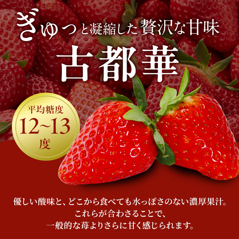 【先行予約】今西さん家の奈良いちご いちご 古都華 約540g(270g× 2パック ) フルーツ 果物 旬 糖度 産地直送 農家直送 旬のフルーツ 旬の果物 お取り寄せ おやつ デザート 苺 冷蔵  奈良 大和郡山市