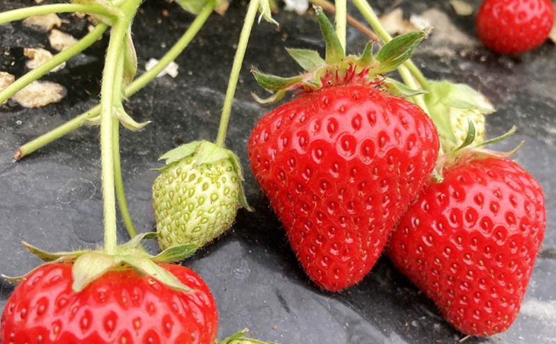 【2026年1月末より出荷開始】いちご 古都華 ＆ あすかルビー 食べ比べ セット 完熟いちご フルーツ 果物 旬 産地直送 旬のフルーツ 旬の果物 お取り寄せ おやつ デザート 希少 ことか 苺 冷蔵 冷蔵配送 奈良 奈良県