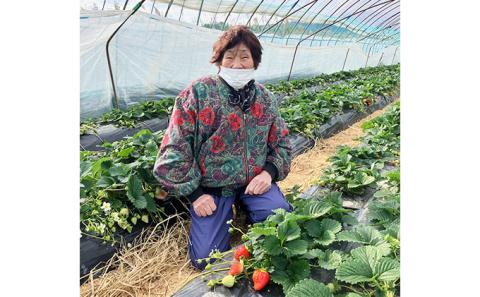 しょうこおばあちゃんが作った【イチゴ】（アスカルビー）約270g×2パック