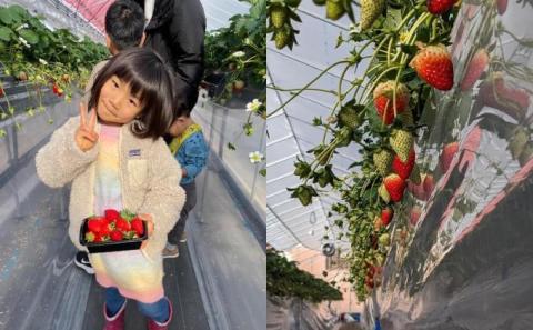 【先行予約】【2026年1月中旬出荷開始】いちご 古都華 約270g × 2パック フルーツ 果物 旬 産地直送 旬のフルーツ 旬の果物 お取り寄せ おやつ デザート 希少 ことか 苺 冷蔵 冷蔵配送 奈良 奈良県