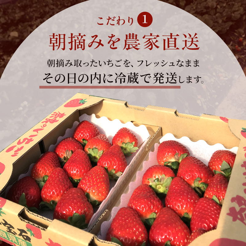 【先行予約】今西さん家の奈良いちご いちご 古都華 約540g(270g× 2パック ) フルーツ 果物 旬 糖度 産地直送 農家直送 旬のフルーツ 旬の果物 お取り寄せ おやつ デザート 苺 冷蔵  奈良 大和郡山市