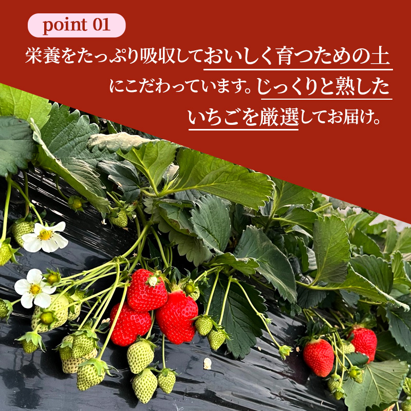 【先行予約】いちご 完熟 3種 食べ比べ 約1,080g(270g× 4パック ) セット 古都華 奈乃華 あすかルビー 詰め合わせ フルーツ 果物 旬 産地直送 デザート ことか 冷蔵 冷蔵配送