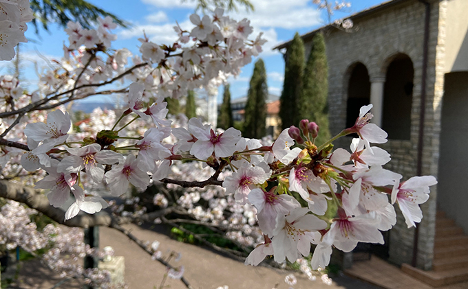 ル・ベンケイ【国産純粋はちみつ】百花蜜 500g 国産 純粋 非加熱 食品添加物 無添加 国産はちみつ 純粋はちみつ 無添加はちみつ ハニー 朝ごはん 朝食 ハチミツ 蜂蜜 奈良 奈良県 大和郡山市