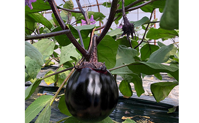 【奈良・大和の伝統野菜】大和丸茄子2kg（8個もしくは9個入り） 野菜 ナス 高級食材 ホテル 料亭 食べやすい 人気 美味しい 濃い 給食 2キロ