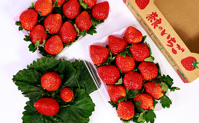 【2026年1月より出荷開始】いちご あすかルビー 約270g × 2パック フルーツ 果物 旬 産地直送 旬のフルーツ 旬の果物 お取り寄せ おやつ デザート アスカルビー 苺 冷蔵 冷蔵配送 奈良 奈良県 BN001