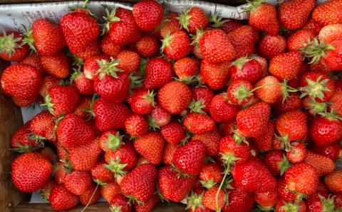 しょうこおばあちゃんが作った【イチゴ】（アスカルビー）約270g×2パック