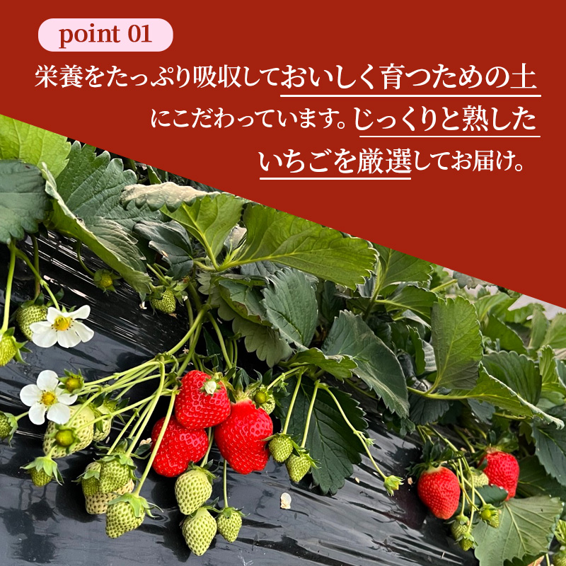 【先行予約】いちご 完熟 あすかルビー 約1,080g(270g× 4パック ) 佃農園のこだわり フルーツ 果物 旬 産地直送 旬のフルーツ 旬の果物 お取り寄せ おやつ デザート イチゴ 苺 冷蔵 冷蔵配送 奈良 奈良県 大和郡山市