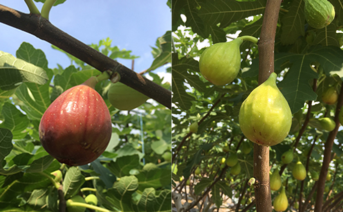 奈良の自家栽培・無添加ドライいちじく 2種類セット