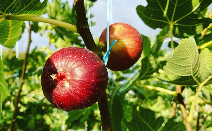 いちじくの葉茶～いちじく農家が作るお茶～