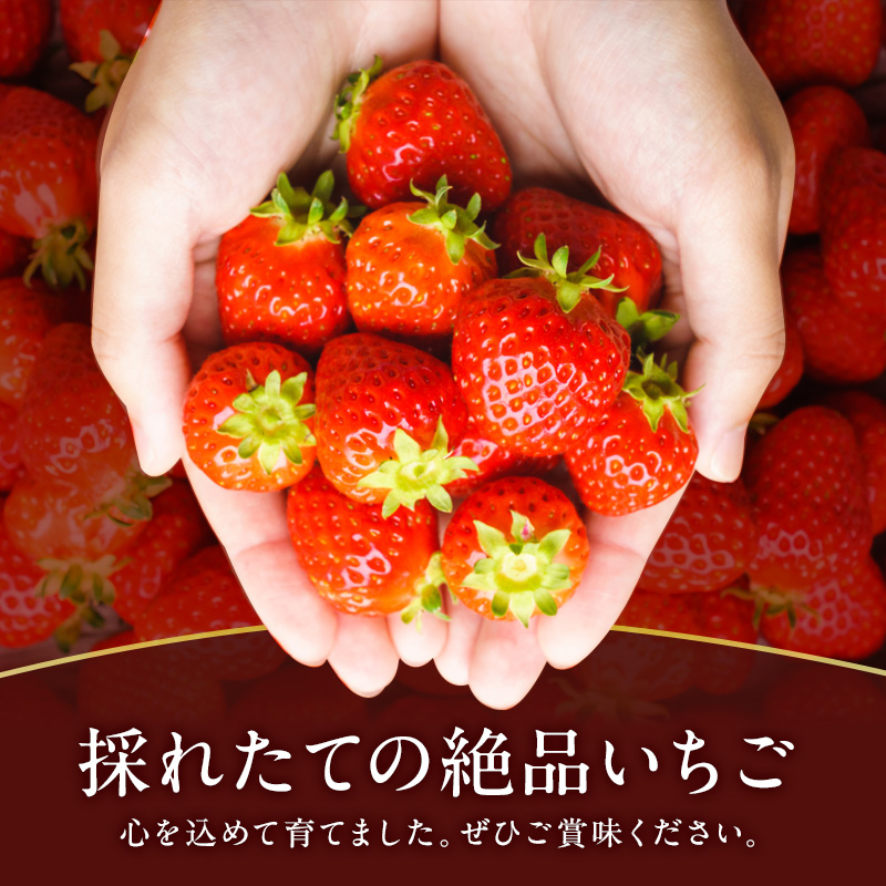 【先行予約】今西さん家の奈良いちご いちご 古都華 約540g(270g× 2パック ) フルーツ 果物 旬 糖度 産地直送 農家直送 旬のフルーツ 旬の果物 お取り寄せ おやつ デザート 苺 冷蔵  奈良 大和郡山市