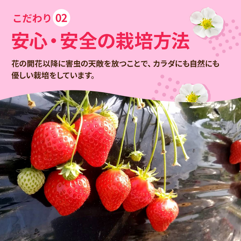 【先行予約】いちご 奈良県産 古都華 約1,080g(270g× 4パック ) セット 高評価 フルーツ 果物 旬 産地直送 農家直送 完熟 旬のフルーツ 旬の果物 お取り寄せ おやつ デザート ことか イチゴ 苺 冷蔵 冷蔵配送 奈良 大和郡山市
