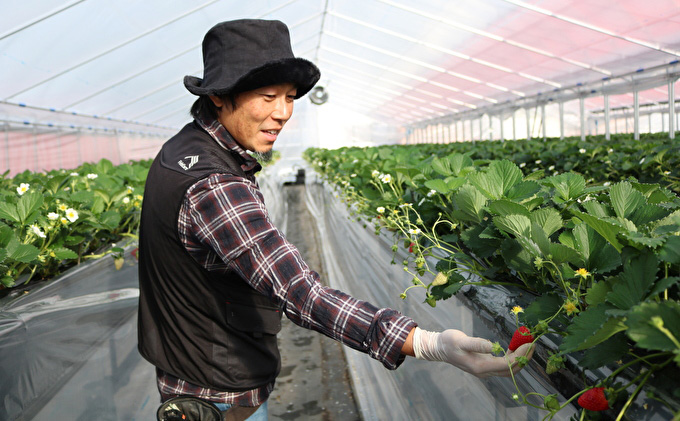 いちご 古都華 約270g × 4パック フルーツ 果物 旬 産地直送 旬のフルーツ 旬の果物 お取り寄せ おやつ デザート 希少 ことか 苺 冷蔵 冷蔵配送 奈良 奈良県