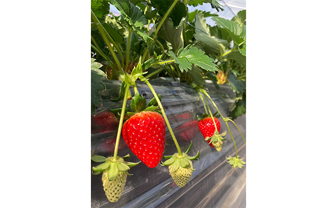 いちご 古都華 約270g × 4パック フルーツ 果物 旬 産地直送 旬のフルーツ 旬の果物 お取り寄せ おやつ デザート 希少 ことか 苺 冷蔵 冷蔵配送 奈良 奈良県