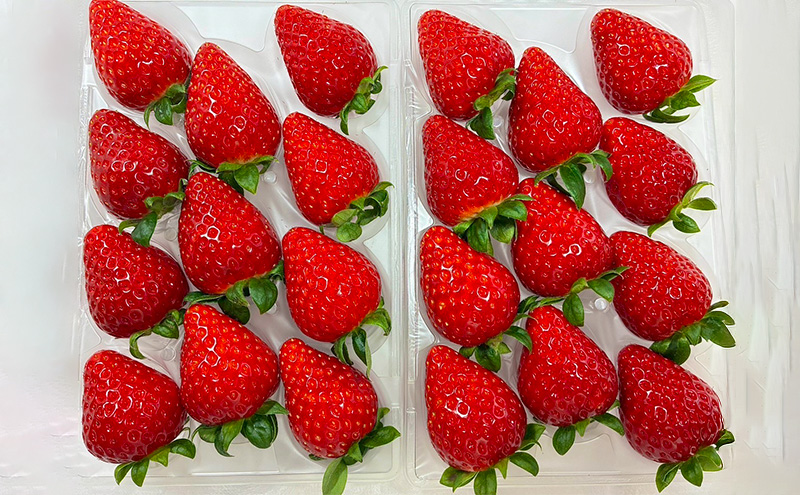 いちご　古都華　2パック 金賞受賞 フルーツ 果物 旬 産地直送 デザート ことか イチゴ 苺 冷蔵 奈良 大和郡山　北村農園