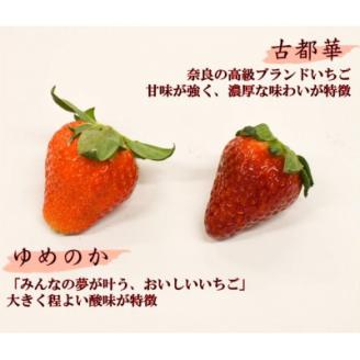 赤のコラボ「古都華」と「ゆめのか」(それぞれ9粒～11粒)【配送不可地域：離島】