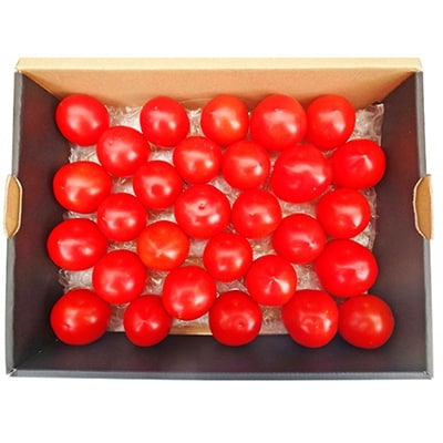 フルーツミディトマト中玉1.5kg【配送不可地域：離島】