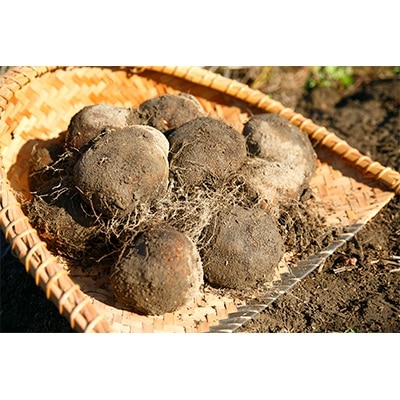 大和万葉の里「山の芋」　約2.5kg