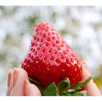 奈良で生まれた艶やかないちご　古都華　2パック【配送不可地域：離島】