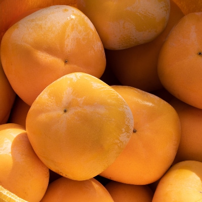 まるで果物そのもののような松田果樹園+自慢の柿のジェラート。16個セット【配送不可地域：離島・北海道・沖縄県・東北】