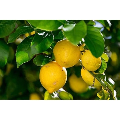 接ぎ木一年生 リスボンレモン苗木(15cmポット)