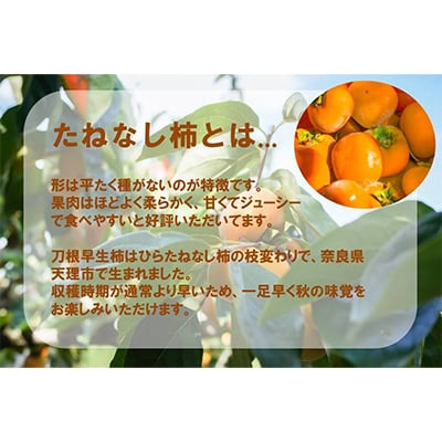 【R8年10月以降発送】刀根早生柿発祥の地より「たねなし柿」L～2L(32～36玉)【優品】ご家庭用【配送不可地域：離島】 優品