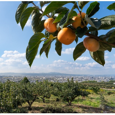 R6年10月中下旬～11月発送糖度に自信あり刀根早生発祥の地より直送種なし柿L・2L18～16個【配送不可地域：離島】
