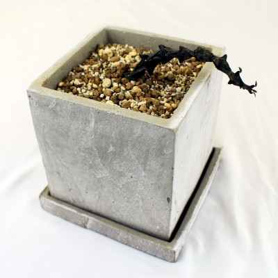 珍奇植物　セロペギアボッセリ