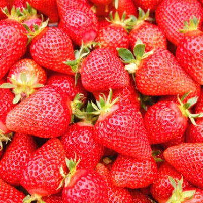 【2026年1月以降順次発送予定】電子技法栽培「苺」ゆめのか【約430g×1トレー】【配送不可地域：離島】