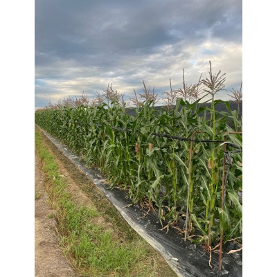 天理市生まれの【赤いスイートコーン】大和ルージュ 5本セット(1kg以上)【配送不可地域：離島・北海道・沖縄県】