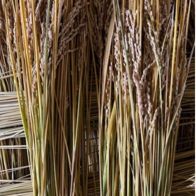 栽培期間中農薬不使用米(にこまる)10kg