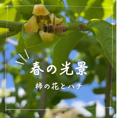 訳あり【令和7年10月より順次発送】たねなし柿L～2Lサイズ(16～18個入り)【配送不可地域：離島】