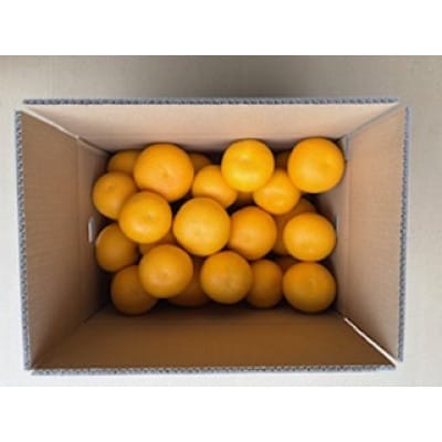 八朔10kgご家庭用