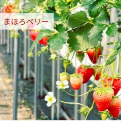 奈良県産いちごの食べ比べセット【配送不可地域：離島・北海道・沖縄県・東北】