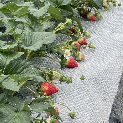 内浦いちご農園　古都華　270g×2パック【配送不可地域：離島・北海道・沖縄県】