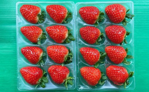 【2025年12月下旬順次発送】《希少品》奈良県産いちご「古都華」大粒(5L～4Lサイズ )2パック【配送不可地域：離島】