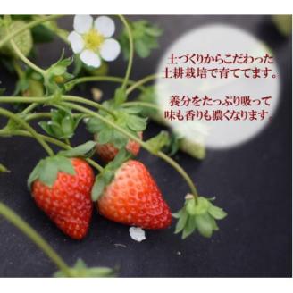 古都に咲く真っ赤な華いちご「古都華」(270g以上/3L～2Lサイズ/9～11粒)×2P　化粧箱入り【配送不可地域：離島】