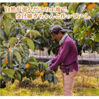【R8年10月以降発送】刀根早生柿発祥の地・ひらたねなし柿(10～15玉入り)【配送不可地域：離島】