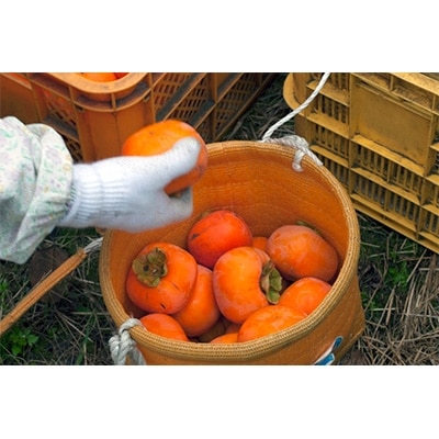 【R8年10月以降発送】刀根早生柿発祥の地・天理市のひらたねなし柿(L～3Lサイズ、28～36個)【配送不可地域：離島】