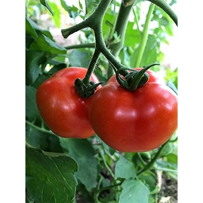 フルーツミディトマト中玉1.5kg【配送不可地域：離島】