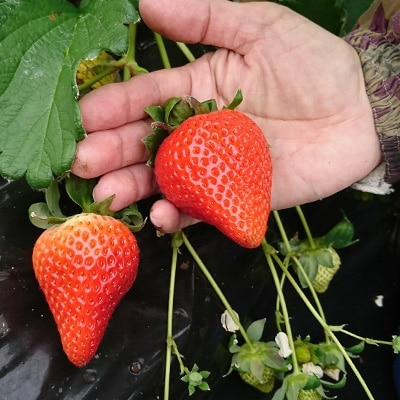 【2026年1月以降順次発送予定】電子技法栽培「苺」ゆめのか【約430g×2トレー】【配送不可地域：離島】