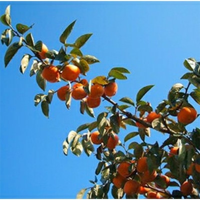 〈R7年11月以降発送〉刀根早生柿発祥の地天理市のあんぽ柿2箱セット(12～16個入り)