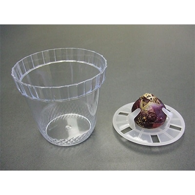 はじめてのヒヤシンス栽培セット3種