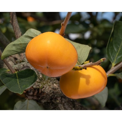 刀根早生柿発祥の地より、大人気!松田果樹園+　柿のジェラート8個セット【配送不可地域：離島・北海道・沖縄県・東北】