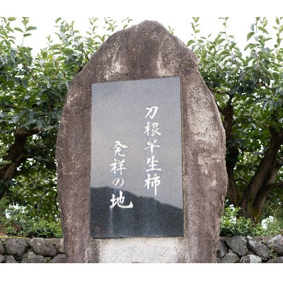 まるで果物そのもののような松田果樹園+自慢の柿のジェラート。16個セット【配送不可地域：離島・北海道・沖縄県・東北】