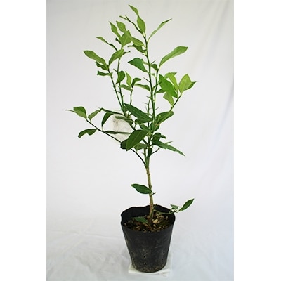 接ぎ木一年生 リスボンレモン苗木(15cmポット)