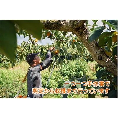 【R8年10月以降発送】刀根早生柿発祥の地より「たねなし柿」L～2L(32～36玉)【優品】ご家庭用【配送不可地域：離島】 優品