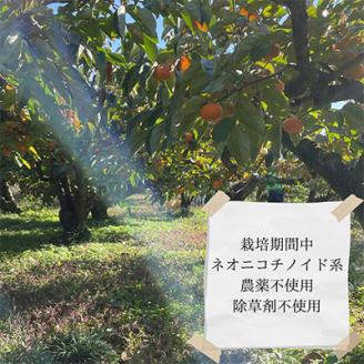 【令和7年10月下旬から発送】たねなし柿L～2Lサイズ(16～18個入り)【配送不可地域：離島】