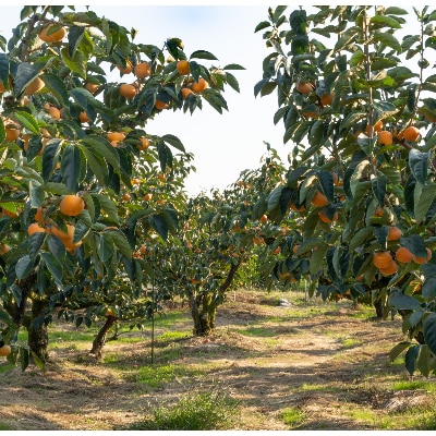 R6年10月中下旬～11月発送糖度に自信あり刀根早生発祥の地より直送種なし柿L・2L18～16個【配送不可地域：離島】